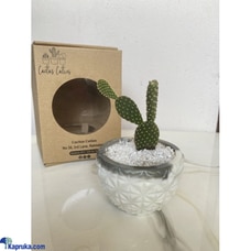 Desert Bunny Cactus Cutie Buy Flower Delivery Online for specialGifts