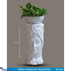 Queen Pot with Pothos Pot - White Buy None Online for Flowers