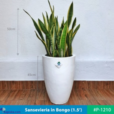 Sansevieria in Bongo Shaped White Pot Buy PlantMe Online for Flowers