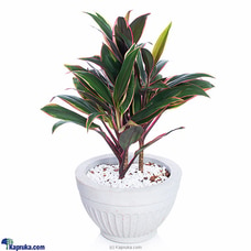 Cordyline Compacta Purple Plant  Online for none