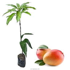 Vilad Mango Plant Buy New Additions Online for specialGifts