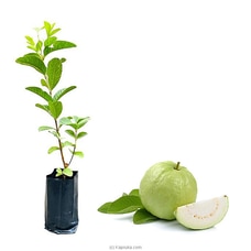 White Apple Guava Plant Buy New Additions Online for specialGifts