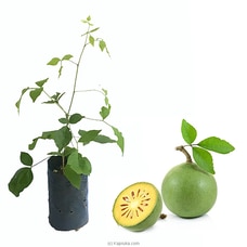 Beli Plant - Beal Fruit Plant Buy New Additions Online for specialGifts