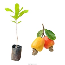 Cashew Plant Buy New Additions Online for specialGifts