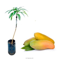 Karthakolomban Mango Plant Buy New Additions Online for specialGifts