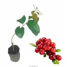 Lovi Plant Buy New Additions Online for specialGifts