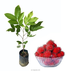 Malwana Rabutan Plant Buy New Additions Online for specialGifts