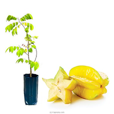 Pani Kamaraga - Star Fruit Plant  Online for none