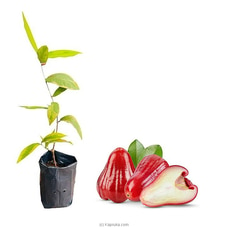 Jamboo - Rose Apple Plant Buy New Additions Online for specialGifts