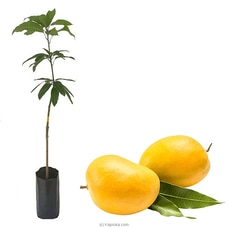 Alphonso Mango Plant Buy New Additions Online for specialGifts