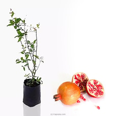 Pomegranate (Delum) plant Buy New Additions Online for specialGifts