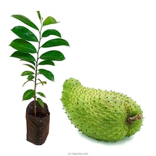 Soursop (Katu Athta) plant Buy New Additions Online for specialGifts