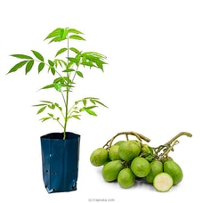 June plum (Ambaralla) plant Buy New Additions Online for specialGifts