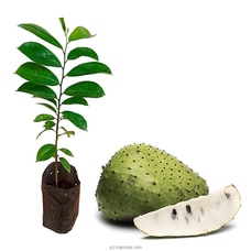 Custard apple (Weli Athta) plant Buy New Additions Online for specialGifts