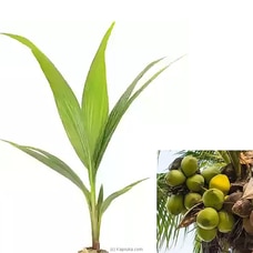 Coconut (pol) plant Buy New Additions Online for specialGifts