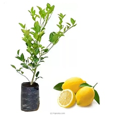 Lemon plant Buy New Additions Online for specialGifts