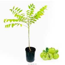 Amla (Nelli) plant Buy New Additions Online for specialGifts