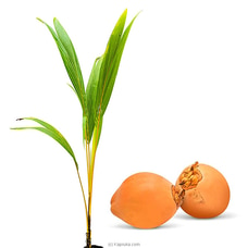 King coconut (Thambili) plant Buy New Additions Online for specialGifts