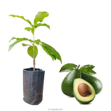 Avocado (Aligata Pera) plant Buy New Additions Online for specialGifts