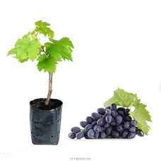 Grapes (midi) plant Buy New Additions Online for specialGifts